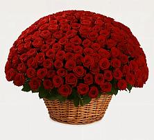 Премиум букет из: Розы в Пелагиаде